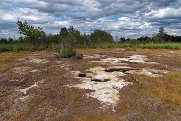 Drought in Fontainebleau forest, empty pond in Coquibus plateau