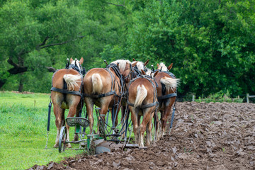 Team of Work Horses Waiting