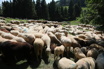 Flock of sheep grazing on the mountain meadow