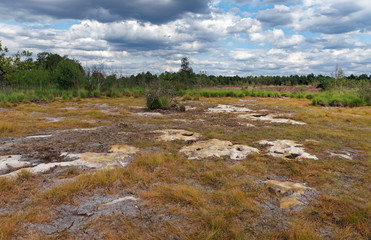 Coquibus heather land in Fontainebleau forest