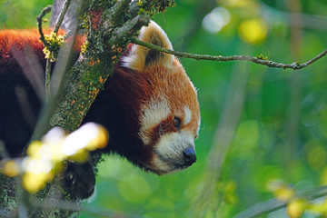View of a Red Panda (Ailurus fulgens) in an outdoor park