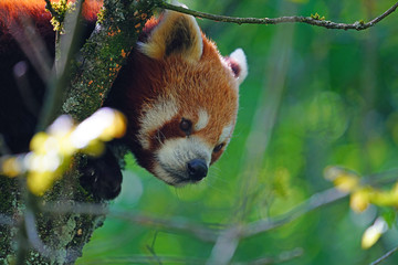 View of a Red Panda (Ailurus fulgens) in an outdoor park