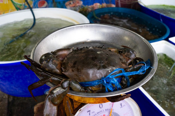 Closeup and Selective Focus of Black Crab or Giant blue Crabs  Captivity Tied Up offered for Sea Food. in the scales.