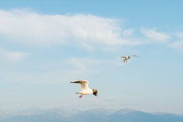 White seagulls fly against the background of blue sky and clouds on a sunny day. birds on the sand by the sea