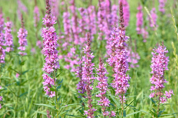 stems of wild lavender in the field