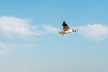 White seagulls fly against the background of blue sky and clouds on a sunny day. birds on the sand by the sea