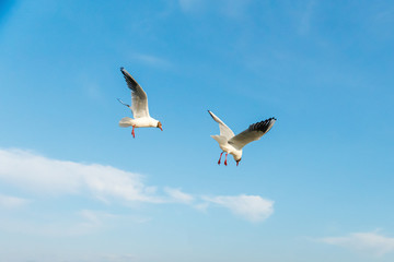 White seagulls fly against the background of blue sky and clouds on a sunny day. birds on the sand by the sea