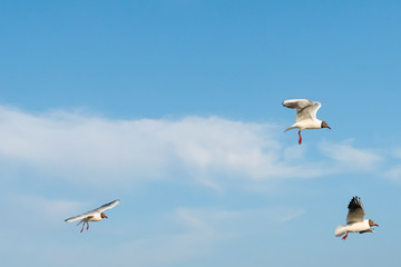 White seagulls fly against the background of blue sky and clouds on a sunny day. birds on the sand by the sea