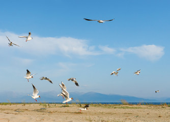 White seagulls fly against the background of blue sky and clouds on a sunny day. birds on the sand by the sea