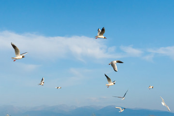 Obraz premium White seagulls fly against the background of blue sky and clouds on a sunny day. birds on the sand by the sea