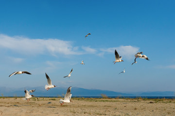 White seagulls fly against the background of blue sky and clouds on a sunny day. birds on the sand by the sea