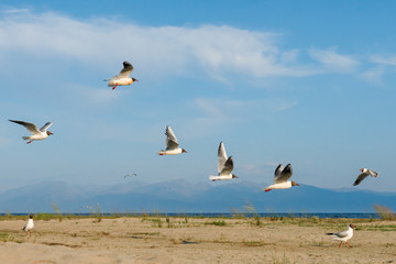 White seagulls fly against the background of blue sky and clouds on a sunny day. birds on the sand by the sea