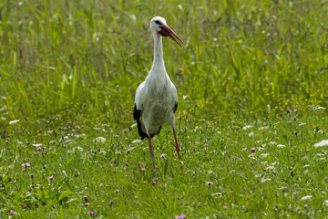 Storch beim Futtersuchen auf der Wiese