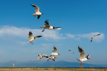 White seagulls fly against the background of blue sky and clouds on a sunny day. birds on the sand by the sea