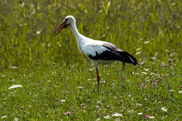 Obraz na płótnie Canvas Storch beim Futtersuchen auf der Wiese