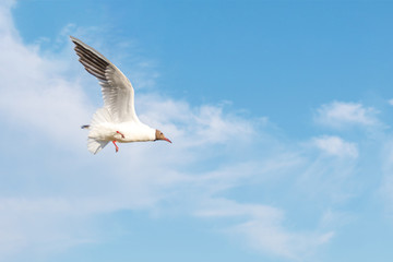 White seagulls fly against the background of blue sky and clouds on a sunny day. birds on the sand by the sea