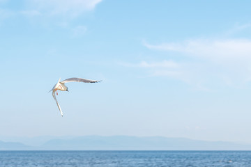 White seagulls fly against the background of blue sky and clouds on a sunny day. birds on the sand by the sea
