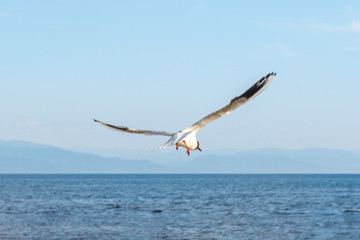 White seagulls fly against the background of blue sky and clouds on a sunny day. birds on the sand by the sea