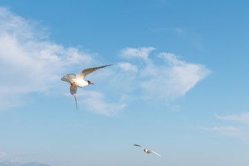 White seagulls fly against the background of blue sky and clouds on a sunny day. birds on the sand by the sea