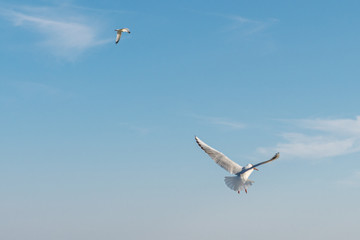 White seagulls fly against the background of blue sky and clouds on a sunny day. birds on the sand by the sea