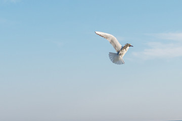 White seagulls fly against the background of blue sky and clouds on a sunny day. birds on the sand by the sea
