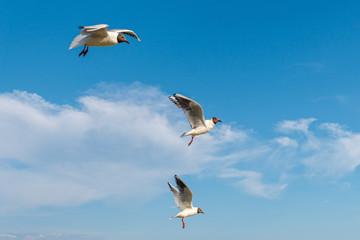 White seagulls fly against the background of blue sky and clouds on a sunny day. birds on the sand by the sea