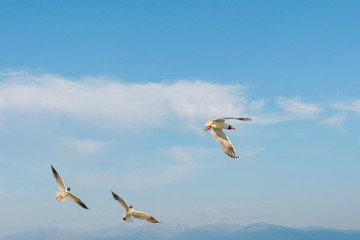 White seagulls fly against the background of blue sky and clouds on a sunny day. birds on the sand by the sea