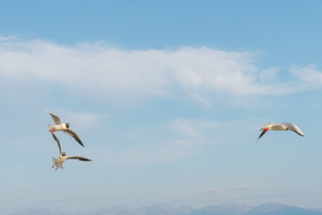 White seagulls fly against the background of blue sky and clouds on a sunny day. birds on the sand by the sea