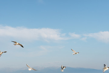 White seagulls fly against the background of blue sky and clouds on a sunny day. birds on the sand by the sea