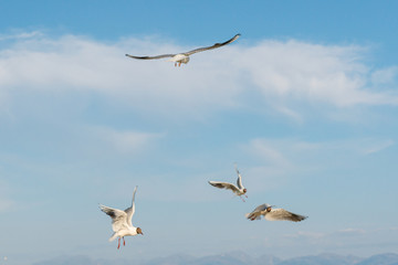 White seagulls fly against the background of blue sky and clouds on a sunny day. birds on the sand by the sea