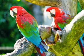Two colorful red, blue and green parrot birds on a tree