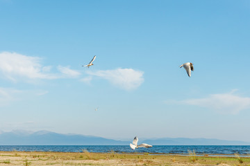 White seagulls fly against the background of blue sky and clouds on a sunny day. birds on the sand by the sea