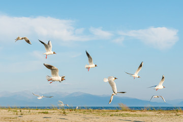 White seagulls fly against the background of blue sky and clouds on a sunny day. birds on the sand by the sea