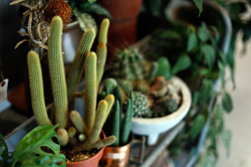 side view of a many pot full of cactus succulent plant for decorate house and garden with copyspace focus only foreground.