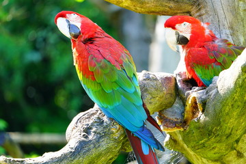 Two colorful red, blue and green parrot birds on a tree © eqroy
