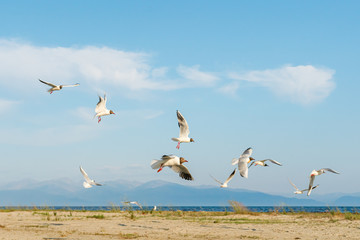 White seagulls fly against the background of blue sky and clouds on a sunny day. birds on the sand by the sea