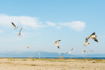 White seagulls fly against the background of blue sky and clouds on a sunny day. birds on the sand by the sea