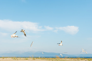 White seagulls fly against the background of blue sky and clouds on a sunny day. birds on the sand by the sea