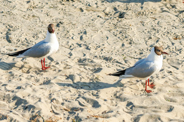 White seagulls on a sandy beach on a sunny day. birds on the sand by the sea