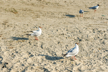 Fototapeta premium White seagulls on a sandy beach on a sunny day. birds on the sand by the sea