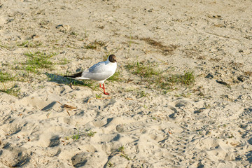 White seagulls on a sandy beach on a sunny day. birds on the sand by the sea