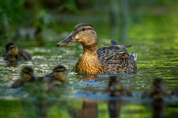 A duck mother with her little ducklings on a river. Very cautious and careful duck taking care to beware any possible danger. Cute scene.