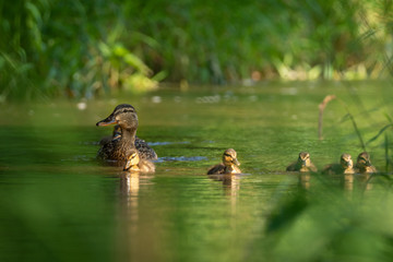 A duck mother with her little ducklings on a river. Very cautious and careful duck taking care to beware any possible danger. Cute scene.
