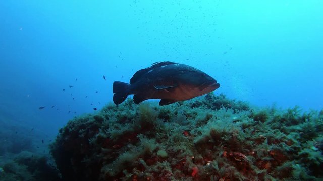 Nature undersea - Big grouper fish close to the camera