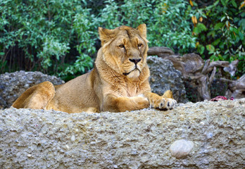 A lioness sitting on a rock