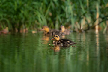 Little ducklings on a river. Detailed shot of these small beauties. Very cute and curious.
