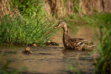 A duck mother with her little ducklings on a river. Very cautious and careful duck taking care to beware any possible danger. Cute scene.
