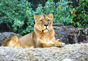 Fototapeta na wymiar A lioness sitting on a rock