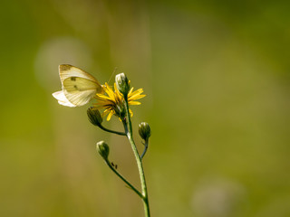 A butterfly sitting on a yellow flower. Isolated objects on green background.