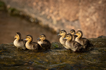 Little ducklings in a river. Very cute and curious.